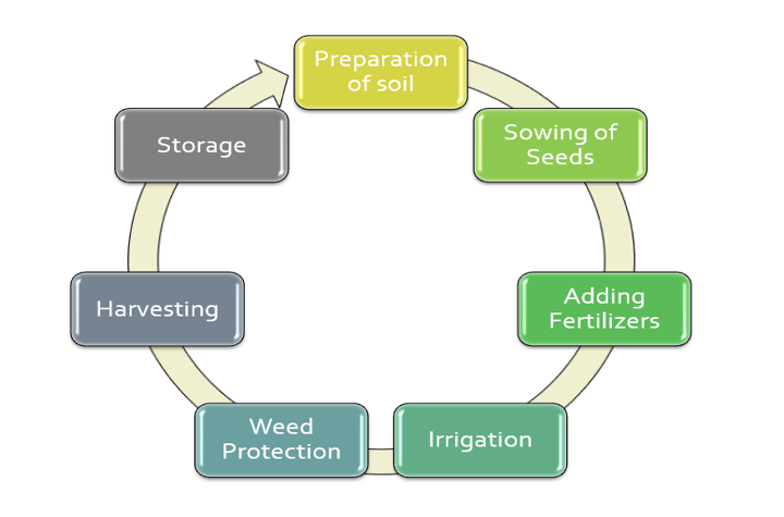 98580lifecycle_of_agriculture-2899690
